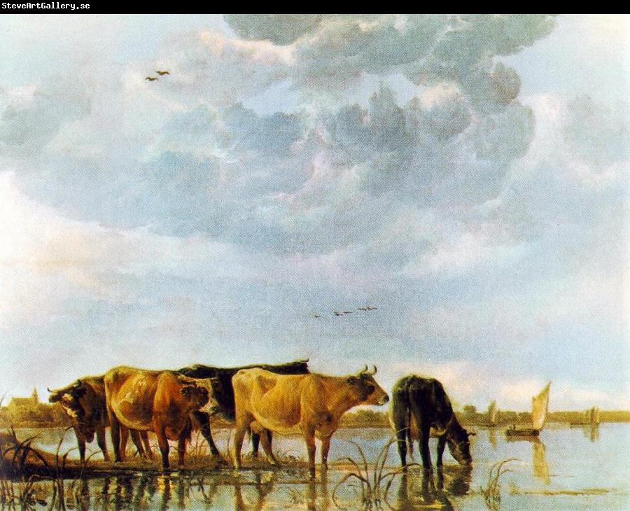 CUYP, Aelbert Cows in the Water